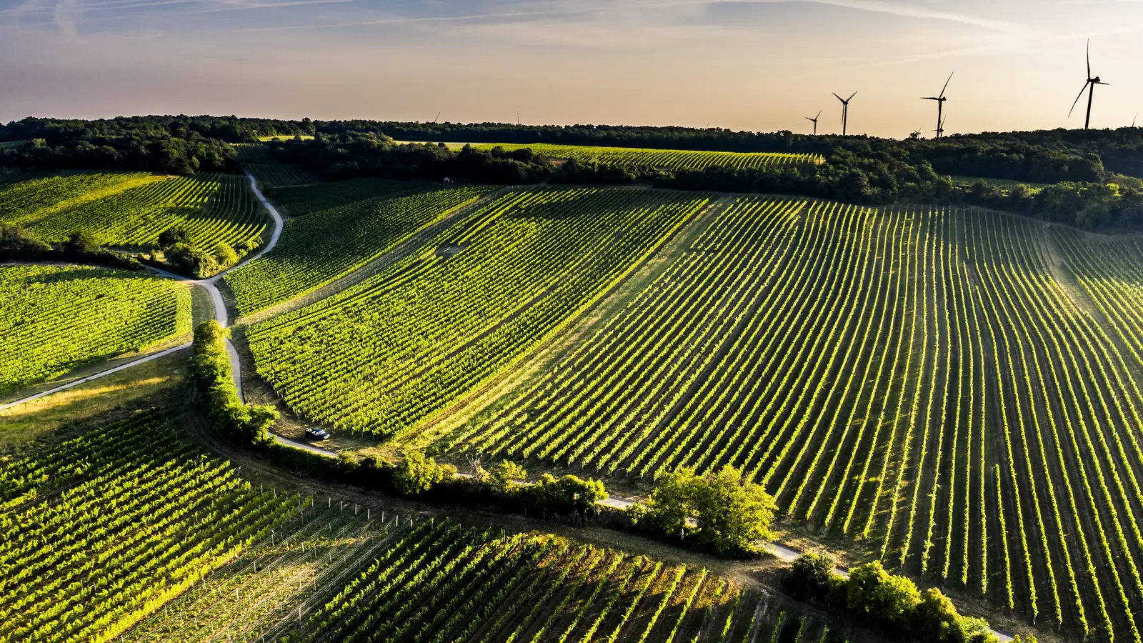 Carnuntum Weingarten und Riedenimpression
